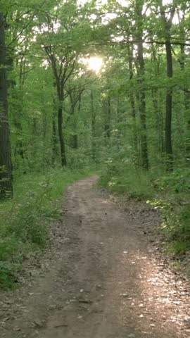 Sunlight shining through green forest trees over dirt path in summer woods