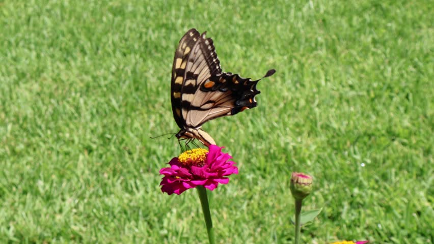 Zinnia and a butterfly: Eastern Tiger Swallowtail butterfly (Papilio glaucus) gathers nectar from zinnia flowers under natural light. June 22, 2025, Florida. For more, check my portfolio.