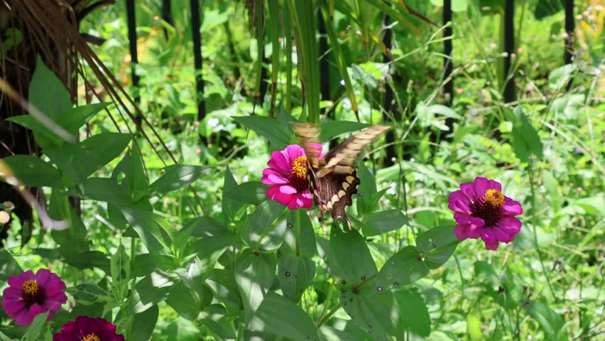 Side view of an eastern tiger swallowtail butterfly (Papilio glaucus) with its wings fully spread, gathering nectar from zinnia flowers in a summer garden. June 22, 2025, Florida. For more, check my portfolio.