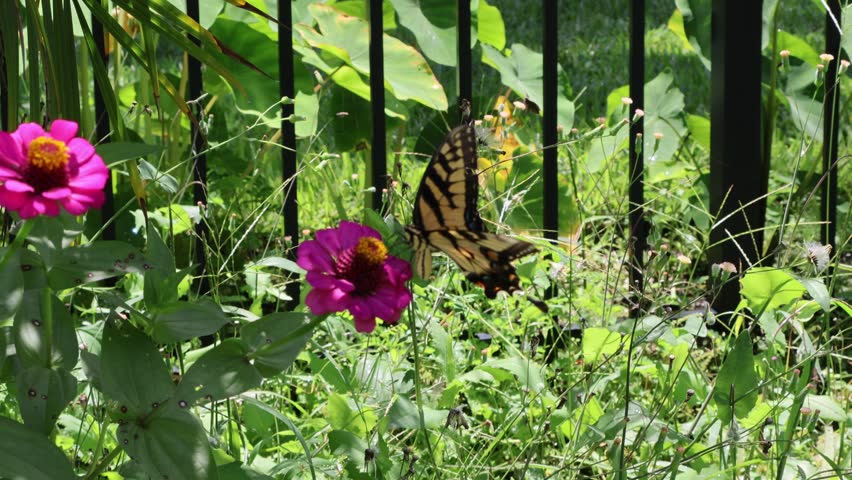 Side view of an eastern tiger swallowtail butterfly (Papilio glaucus) with its wings fully spread, gathering nectar from zinnia flowers. June 22, 2025, Florida. For more, check my portfolio.