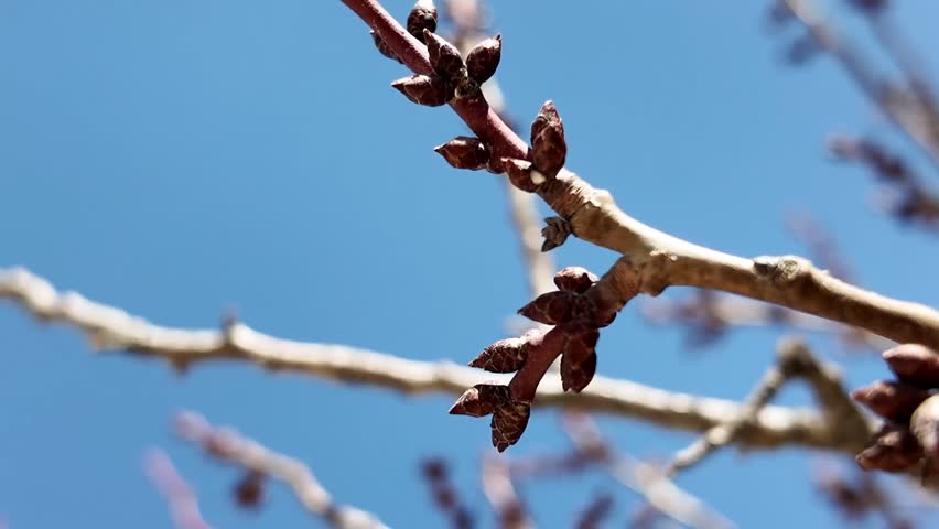Seoul Korea Changdeokgung Palacen landscape video