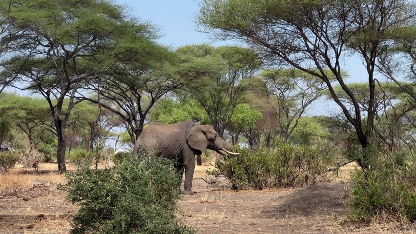African bush elephant (Loxodonta africana) eating branches in Tarangire National Park, Tanzania.