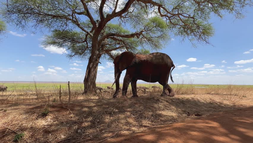 African bush elephant (Loxodonta africana) in Tarangire National Park in Tanzania.