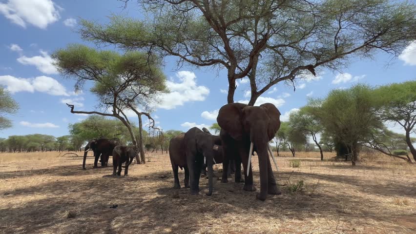 African bush elephants (Loxodonta africana) crossing the road in front of a safari vehicle in Tarangire National Park, Tanzania.