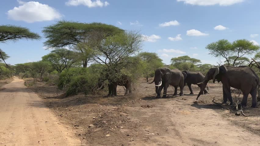 Group of African bush elephants (Loxodonta africana) in Tarangire National Park. Tanzania.