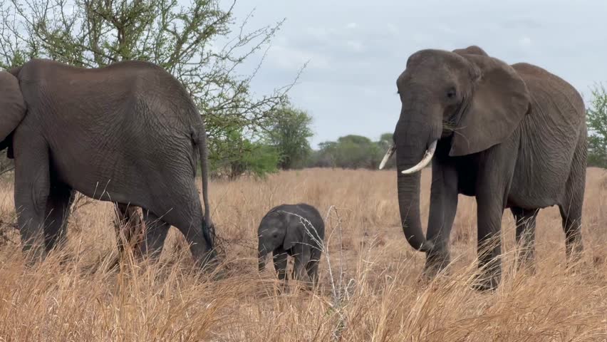 African bush elephant (Loxodonta africana) holding a baby elephant in a safe zone when moving. Tarangire National Park, Tanzania.