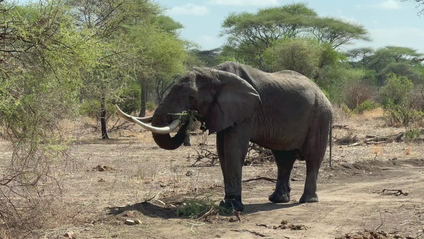 African bush elephant (Loxodonta africana) eating acacia branches in Tarangire National Park in Tanzania.