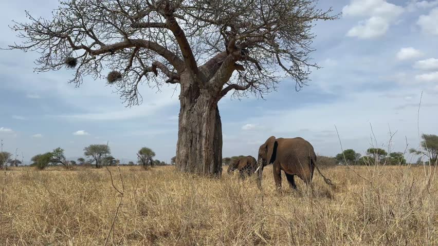 African bush elephants (Loxodonta africana) looking for food under a baobab tree. Tarangire National Park, Tanzania.