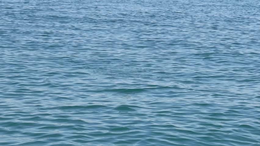 A white seagull plunges into the sea and emerges with a fish in its beak.