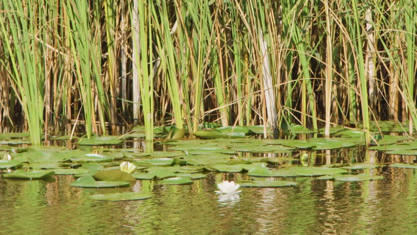 A slow camera pan captures white water lilies floating before a dense wall of reeds.