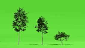 Lifecycle of a deciduous green tree showing three stages from small bush to tall mature tree isolated on green screen chroma key - Powered by Shutterstock - Get 15% off with code: PIKWIZARD15