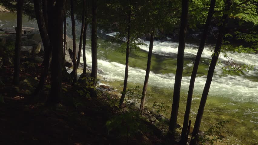 A green tongue shaped rapid on the Gull River scene through trees on the shoreline during a sunny day in the summer.