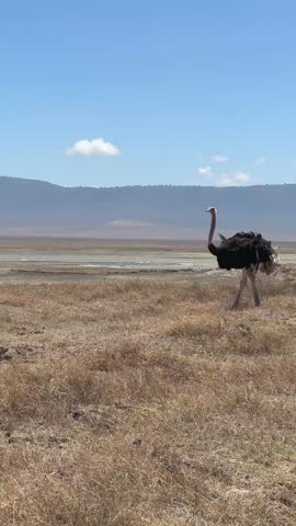 Male Common ostrich (Struthio camelus) walking in the Ngorongoro Crater in Tanzania.
