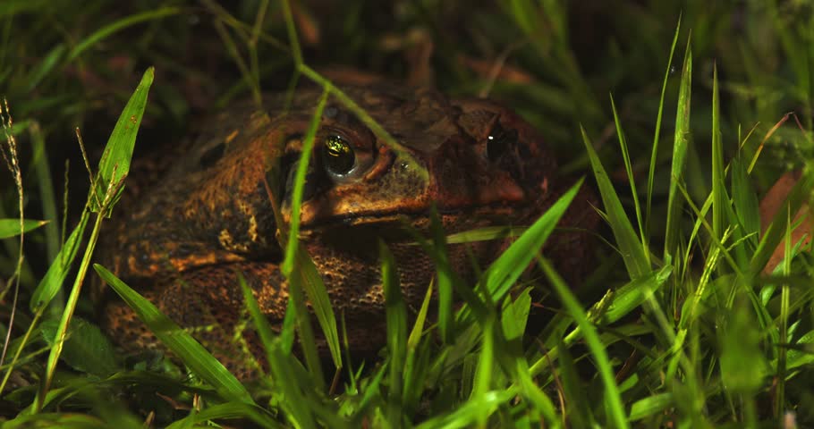 Cane Toad in Grassy Environment with Rack Focus to Insect in Foreground