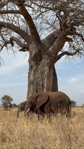 Two African bush elephants (Loxodonta africana) looking for food at a baobab tree in Tarangire National Park, Tanzania.