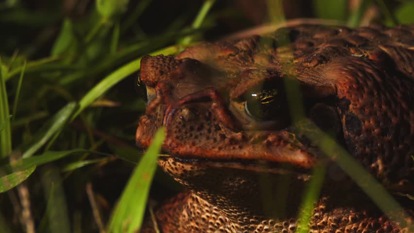 Cane Toad Yawning and Opening Mouth Wide Amidst Grass Blades