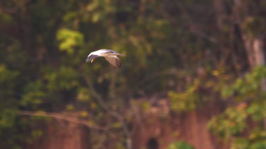 Large-billed Tern Flying over Dense Jungle in Golden Light in Tambopata, Peru