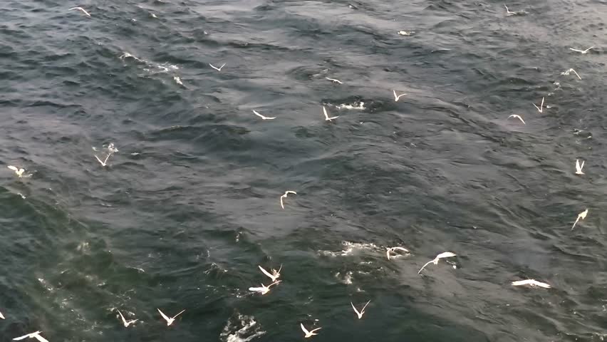 Active seagulls swooping down to the water surface to hunt for fish. Dynamic wildlife footage of birds feeding in the sea.