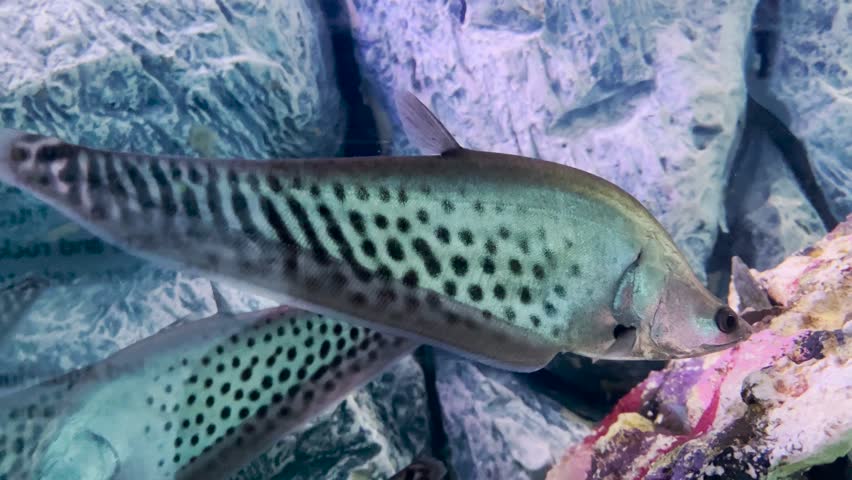 Royal Knife Fish (Chitala species) displayed inside a freshwater aquarium tank, highlighting its long laterally compressed knife-shaped body, smooth silvery to gray coloration, elegant undulating anal fin used for graceful backward and forward swimming, and distinctive eye-spot markings near the tail, a fascinating South and Southeast Asian knifefish admired for its unique locomotion, nocturnal behavior, and exotic appearance, photographed in a controlled tank environment that emphasizes tropical freshwater aquarium keeping, ornamental fish display, aquatic biodiversity, ichthyology, and natural history education, ideal for aquarium hobbyists, pet industry visuals, wildlife reference, and nature-inspired creative content