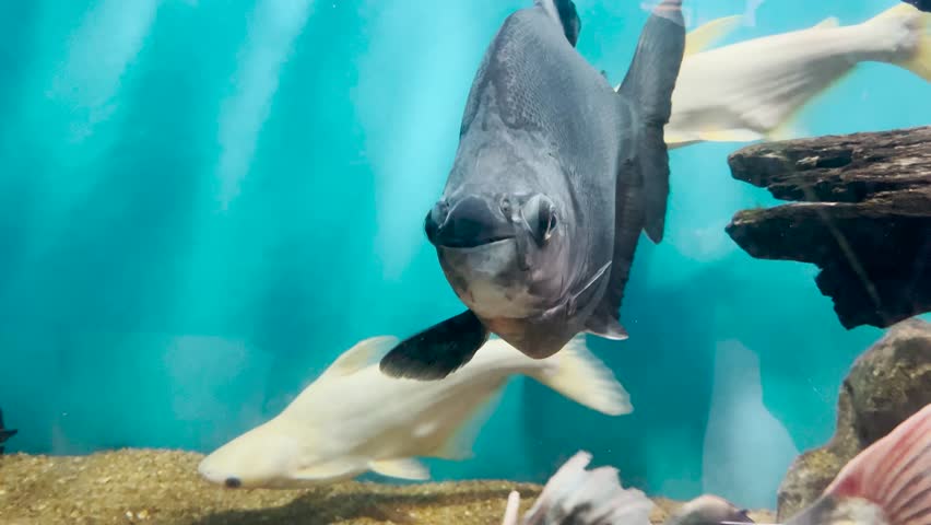 Redtail Catfish (Phractocephalus hemioliopterus) in Freshwater Aquarium and Natural River Habitat, Massive South American Pimelodid Catfish with Distinctive Red Tail, Broad Head, and Long Whiskers, Powerful Yet Graceful Freshwater Predator Native to the Amazon, Orinoco, and Essequibo River Basins, Known Locally as Cajaro in Venezuela, Banana Catfish in Guyana, and Pirarara in Brazil, Captured in High Detail Showcasing Its Striking Color Contrast, Smooth Scaleless Body, and Impressive Size, Symbolizing Tropical Freshwater Biodiversity, River Ecosystems, Aquatic Wildlife Conservation, and Exotic Fish Species, Ideal for Educational, Scientific, Aquarium, Ichthyology, and Aquaculture Concepts, Highlighting One of the Most Iconic and Recognizable Large Catfish Species of South America