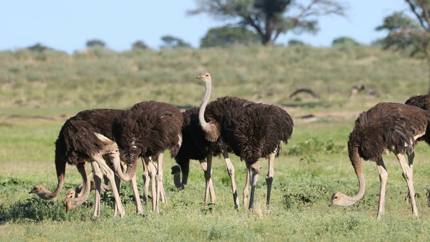 A group of ostriches (Struthio camelus) feeding in natural habitat, Kalahari desert, South Africa