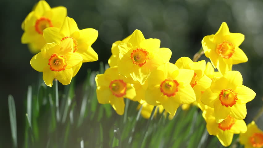 Narcissus flower in spring. Spring narcissus blossoms. Narcissus flowers in a garden. Close-up of a blooming narcissus. Blossoms spring. Yellow flowers nature.