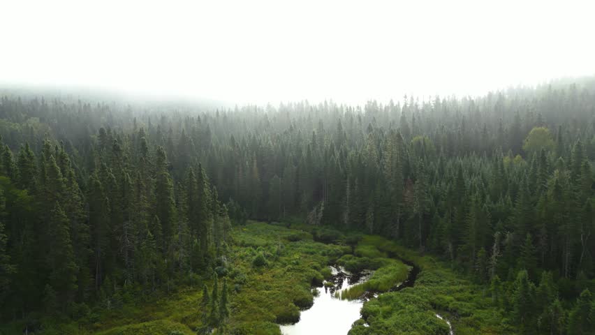 Aerial pullback over winding river cutting through dense marsh wetlands in boreal forest under low morning mist, outlet into lake
