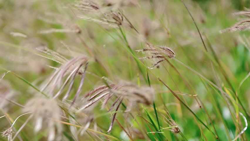 Clear stream flowing gently between natural rocks, capturing peaceful movement of freshwater in a quiet rocky river landscape.