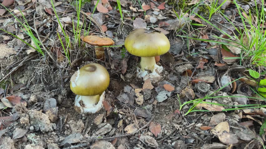 Static close-up of Amanita phalloides mushrooms emerging from a white volva on oak leaf litter, with shoots of green grass moving in the breeze and a Cortinarius fungus nearby.