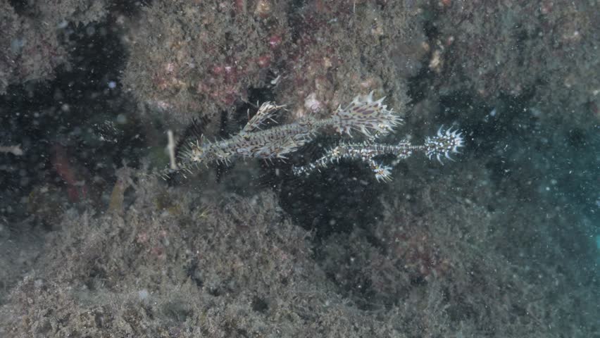 A mating pair of Ornate Ghost Pipefish Solenostomus paradoxus move in unison with the ocean current. Underwater view