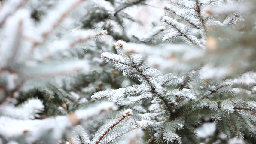 Close-up of snow falling on pine branches in winter