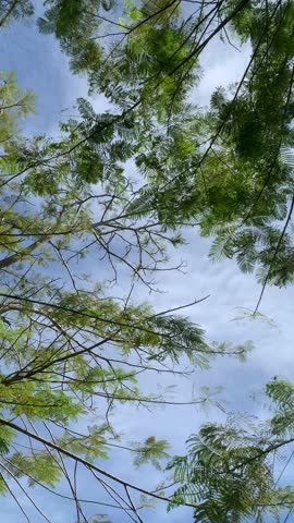beutiful tree blown by the wind with blue sky background