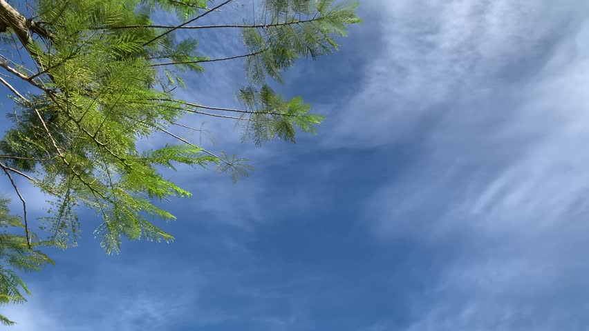 beutiful tree blown by the wind with blue sky background