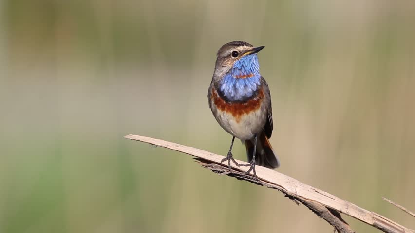 Bluethroat, Luscinia svecica. A beautiful bird sits on a branch and sings