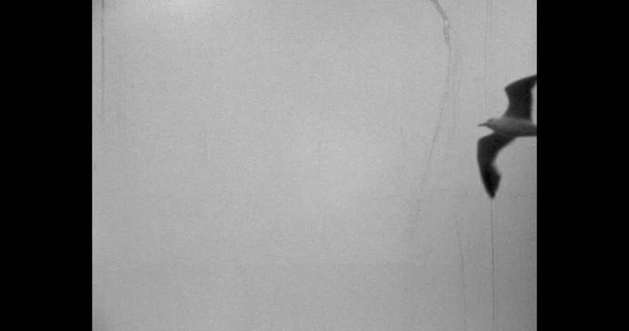 Seagull in flight, black and white vintage footage. Retro monochrome shot of a soaring bird, Soviet era historical documentary film grain.