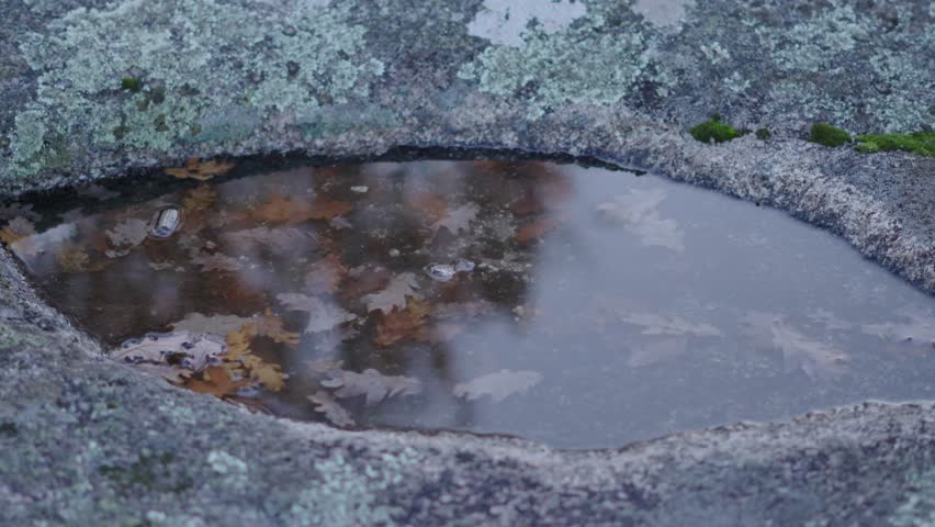 Yellow Rock Splashing On A Puddle In A Boulder With Submerged Brown Leaves