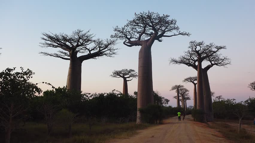 Baobab trees stand tall in Madagascar as the sun sets. The bright sky shows shades of orange and purple. The trees create interesting shapes against the horizon.