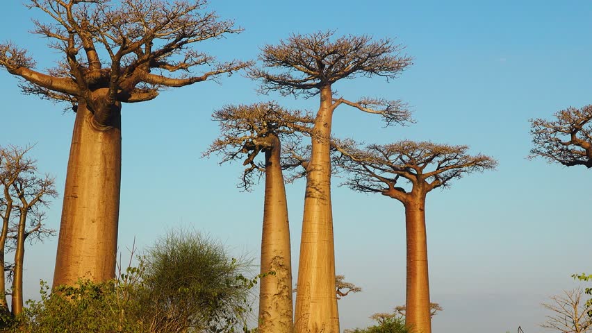 Baobab trees stand tall in Madagascar as the sun sets. The bright sky shows shades of orange and purple. The trees create interesting shapes against the horizon.
