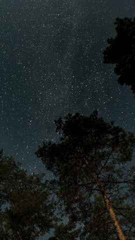 Time lapse of Curving star trails above tall pine silhouettes in night wilderness, Long exposure sky motion creates luminous arcs surrounding tranquil forest canopy, vertical footage