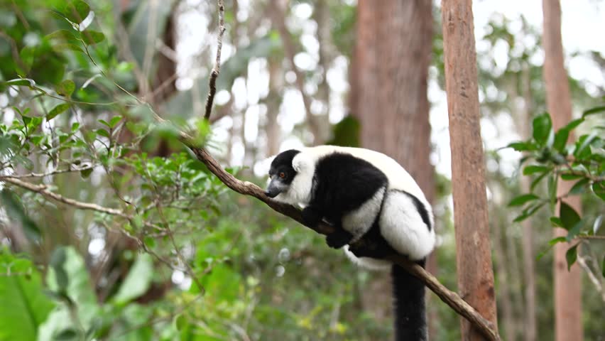 A young lemur holds tightly to a tree branch in a forest. The lighting shows the bright green background as it explores its surroundings. It observes the area closely and seems curious.