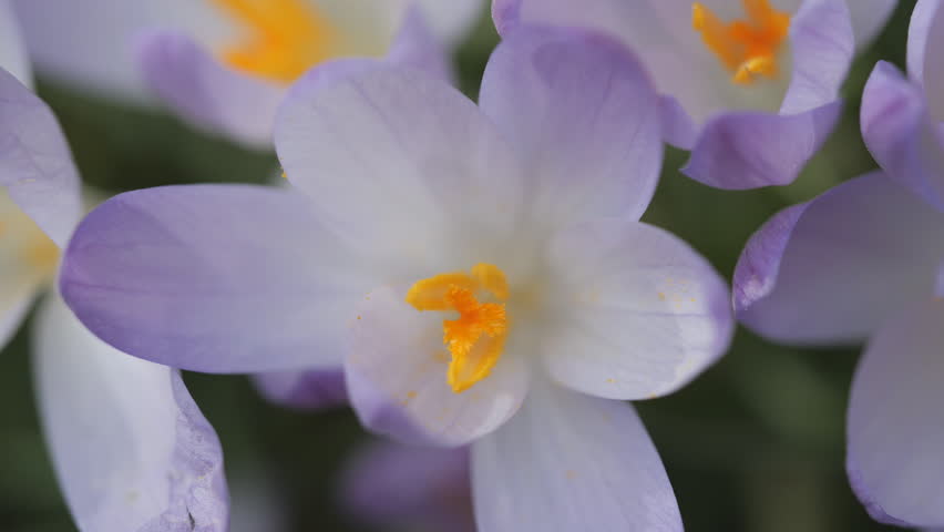 Group of purple crocus flowers blooming with vivid yellow centers.