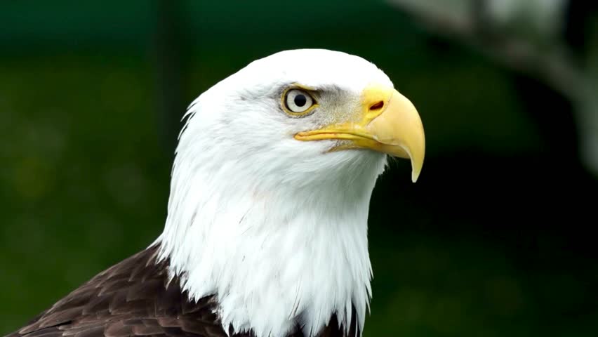 Close-up profile of a majestic bald eagle