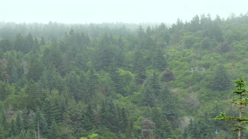 A panning view of a pine forest on a hillside from a high angle on a foggy morning.