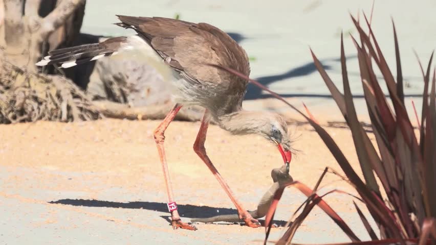 Red-legged seriema feeding on prey