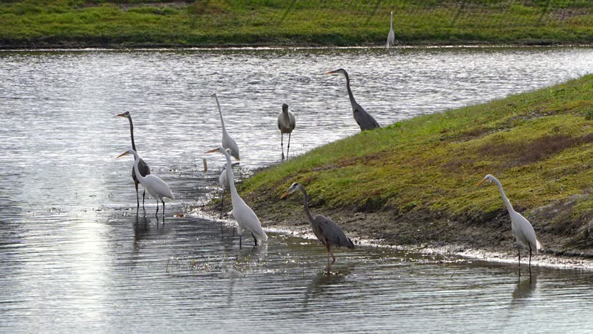 Wood stork walking through herons and egrets