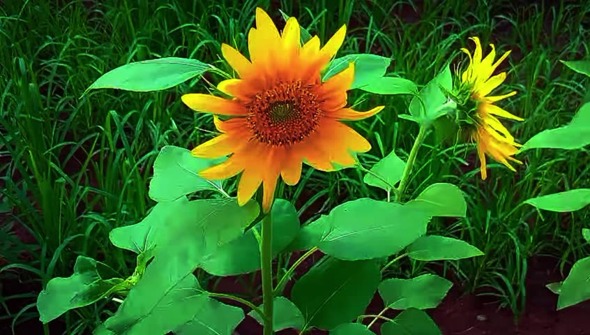 Beautiful sunflower blooming in a green field under bright sunlight."