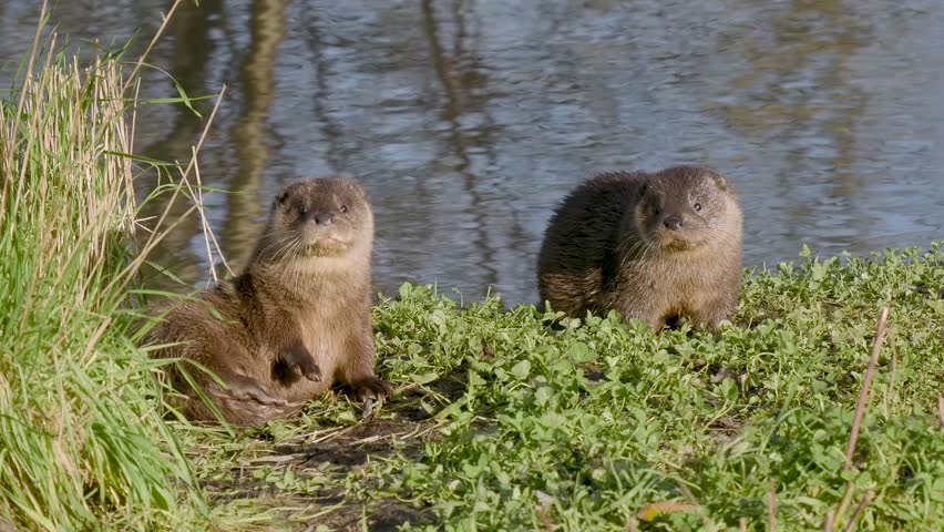 Two Otter Cubs by a Pond