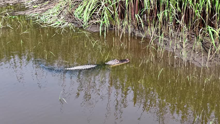 Aerial drone view of a shallow marshy pond with grassy banks and reeds in Charleston South Carolina where a solitary alligator floats near the water