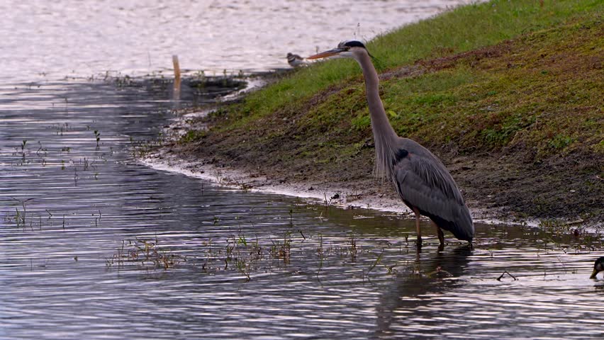 Ducks swim by a great blue heron