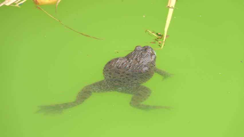 Rice Frog, Indian cricket frog, Boie